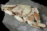 Fossil Crab (Macrophtalmus) Mounted On Rock - Madagascar #130630-3